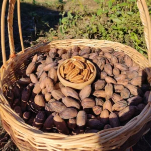 Pikan Ceviz İçi Birinci Kalite Pecannoten