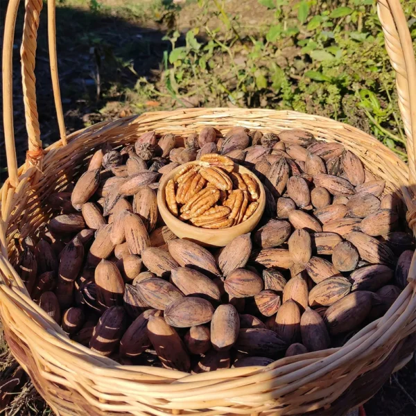 Pikan Ceviz İçi Birinci Kalite Pecannoten